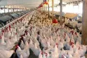 قیمت جدید مرغ اعلام‌شد