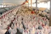 نرخ جدید مرغ در ستاد تنظیم بازار امروز سه‌شنبه ۱۵ مهر ۱۴۰۴
