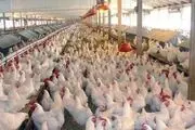 مرغ با ارز یارانه ای، ۲.۵ برابر گران شد!