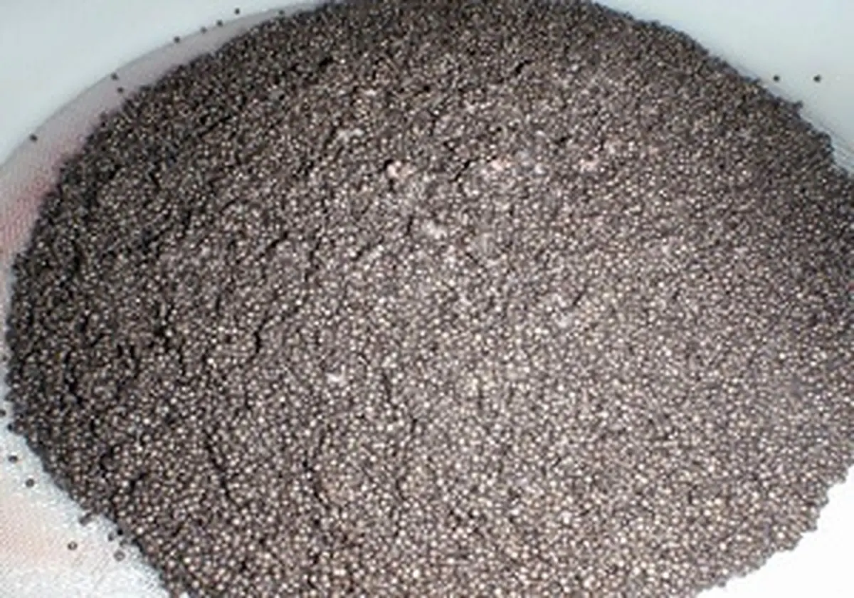استحصال نخستین خاویار پرورشی از فیل ماهی