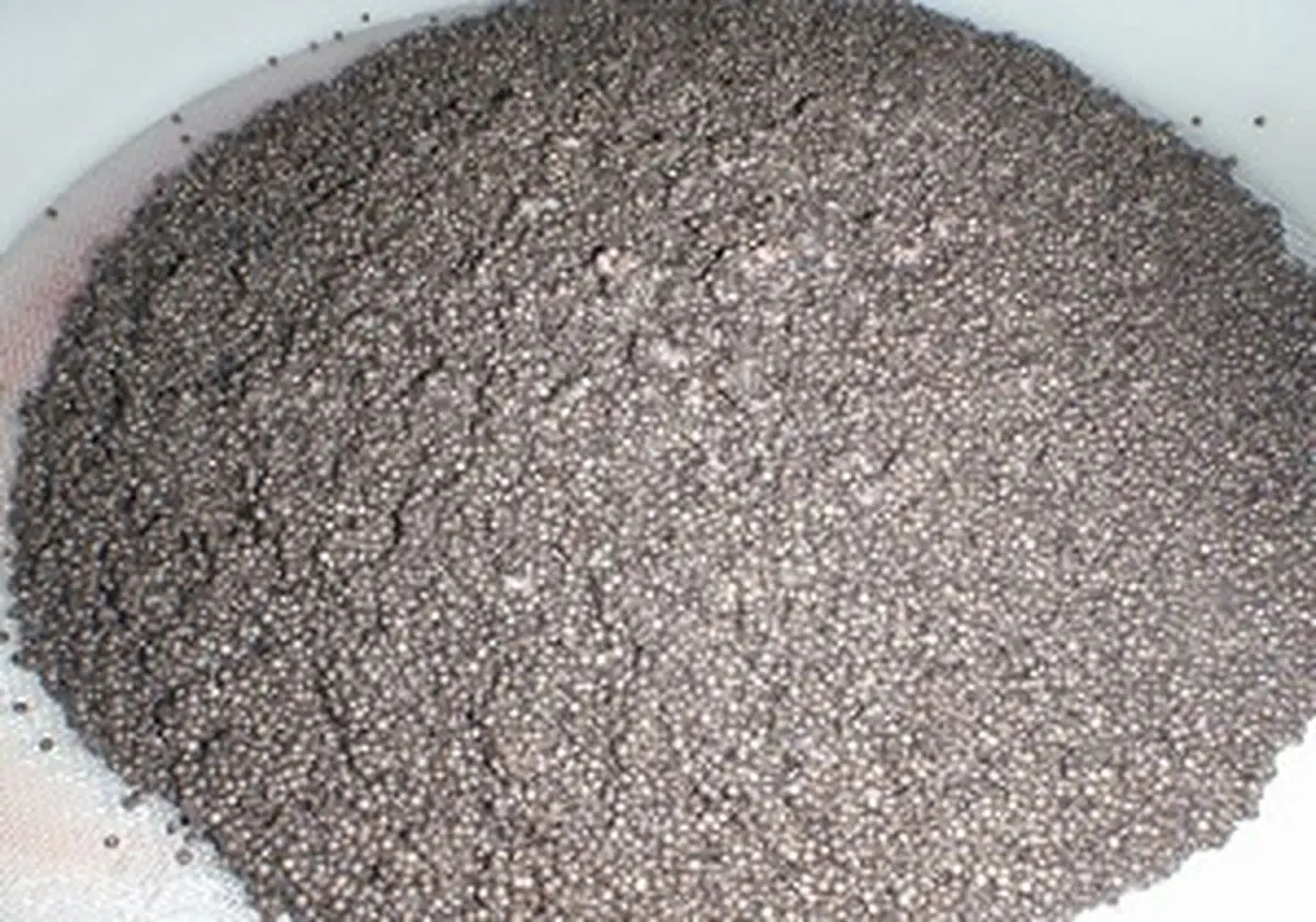 
استحصال نخستین خاویار پرورشی از فیل ماهی
