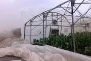 
نابودی گلخانه‌های قائم‌شهر در طوفان اخیر
