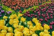 قدم زدن مجازی در باغ لاله ها/ گزارش تصویری