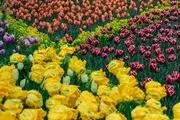 قدم زدن مجازی در باغ لاله ها/ گزارش تصویری