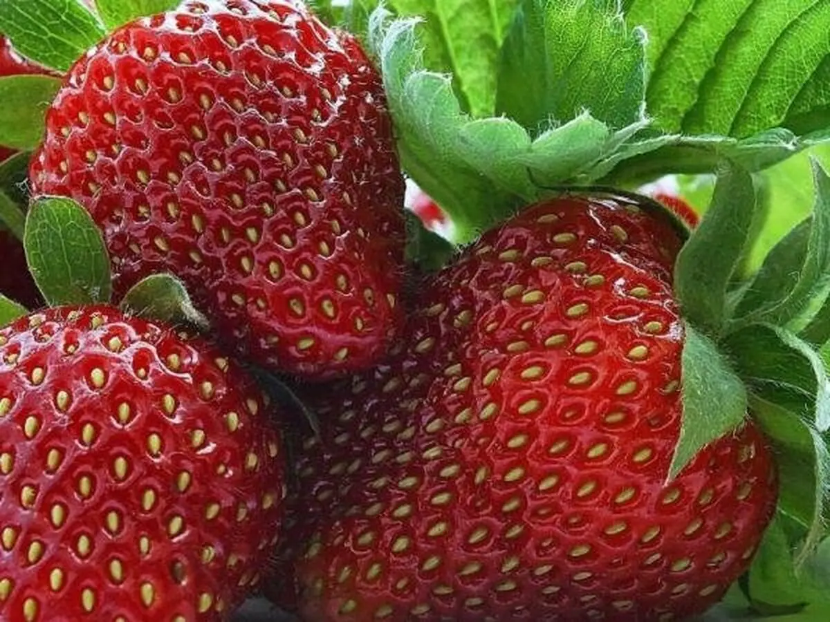 از این میوه های تابستانی غافل نشوید
