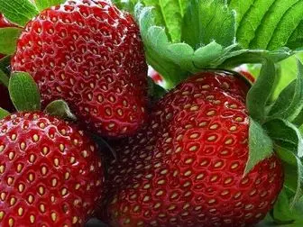 خواص درمانی و فواید غذایی توت‌فرنگی 