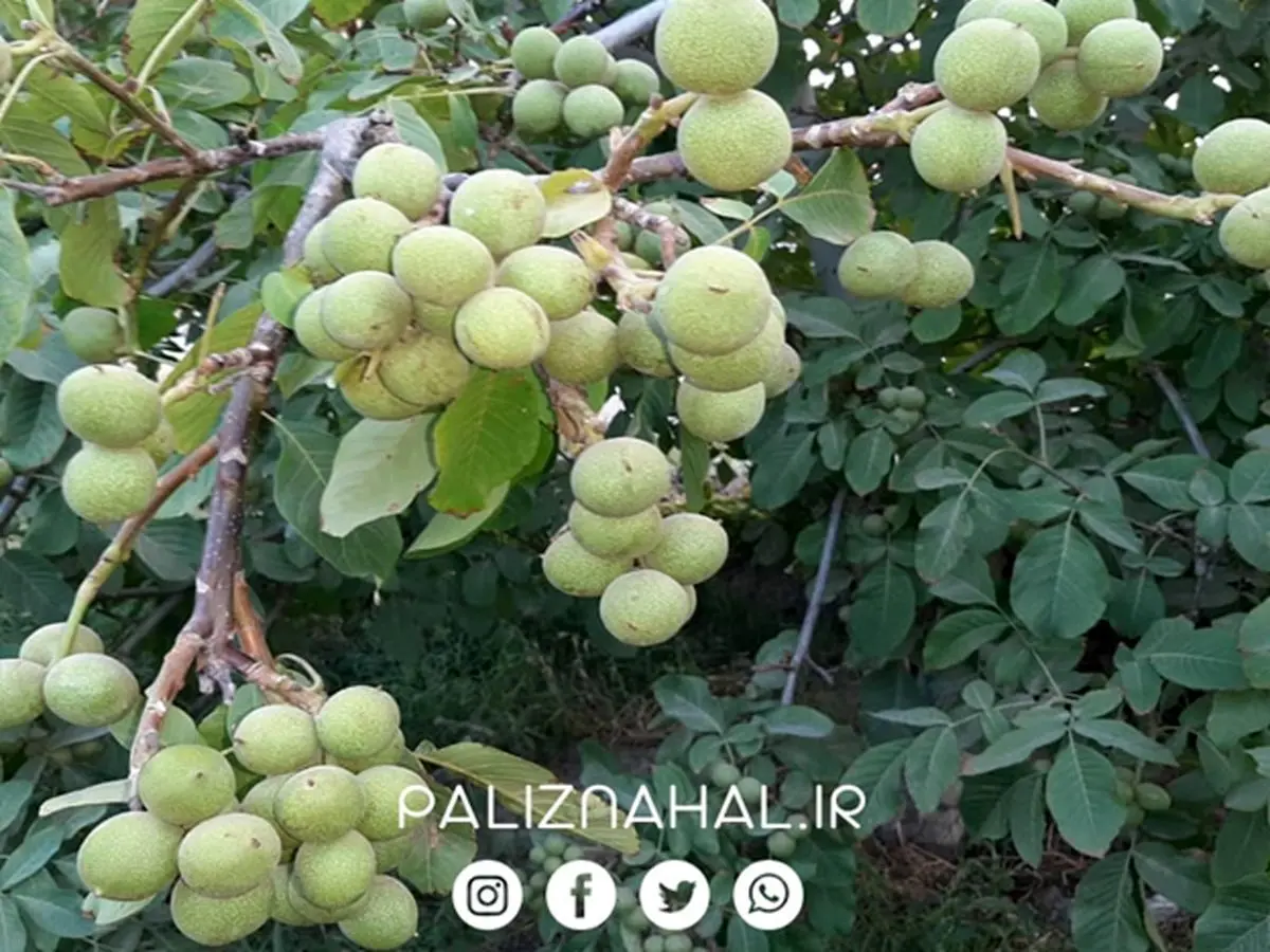 5 راهکار اساسی که باغداران حرفه ای با توجه به آن باغ گردوی خود را احداث میکنند ؟