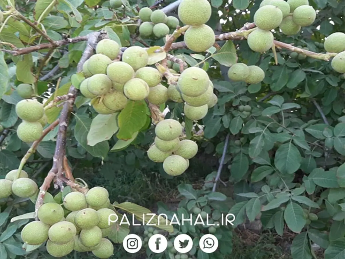 5 راهکار اساسی که باغداران حرفه ای با توجه به آن باغ گردوی خود را احداث میکنند ؟