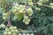 5 راهکار اساسی که باغداران حرفه ای با توجه به آن باغ گردوی خود را احداث میکنند ؟