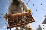 کوچ زنبورداران مناطق سردسیر به جنوب