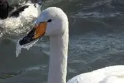 تصویری جالب از یخ زدن نوک قو