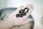 تجارت با طعم خون!