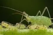 

۴ هکتار از مزارع گندم و جو شهرضا علیه آفت شته روسی سمپاشی شدند