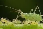 

۴ هکتار از مزارع گندم و جو شهرضا علیه آفت شته روسی سمپاشی شدند