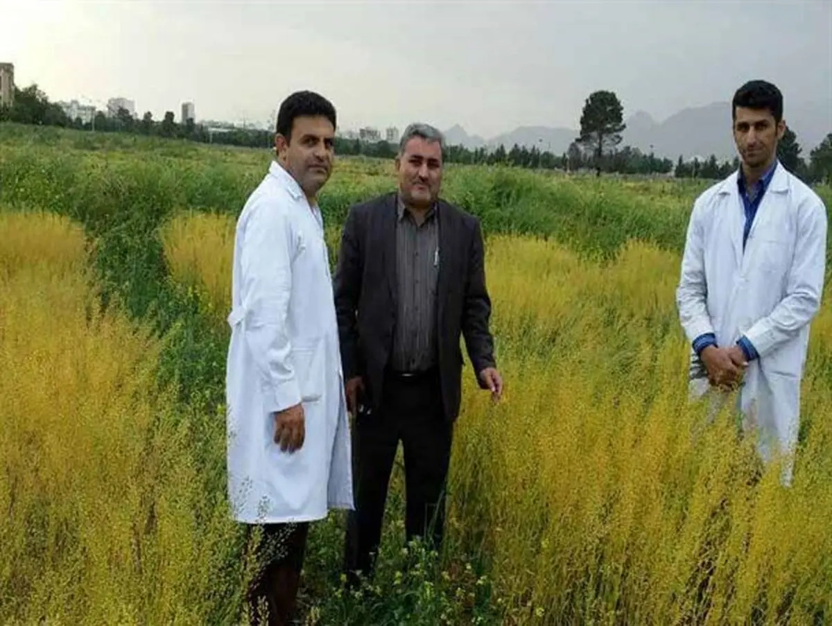 پروژه کاملینای دانشگاه رازی گزینه ای جدی برای کاهش واردات روغن خوراکی کشور است