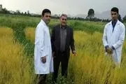 پروژه کاملینای دانشگاه رازی گزینه ای جدی برای کاهش واردات روغن خوراکی کشور است