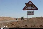  شناسایی 150 نقطه حادثه خیز برای وحوش در خراسان رضوی