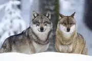 تصاویر حیرت‌انگیز از گله گرگ خاکستری در سوادکوه