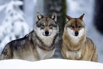 فروش گرگ های یک میلیون تومانی در اینستاگرام!+ عکس 