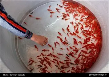 ماهی