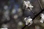 شکوفه بهاری در باغات بهبهان/ گزارش تصویری