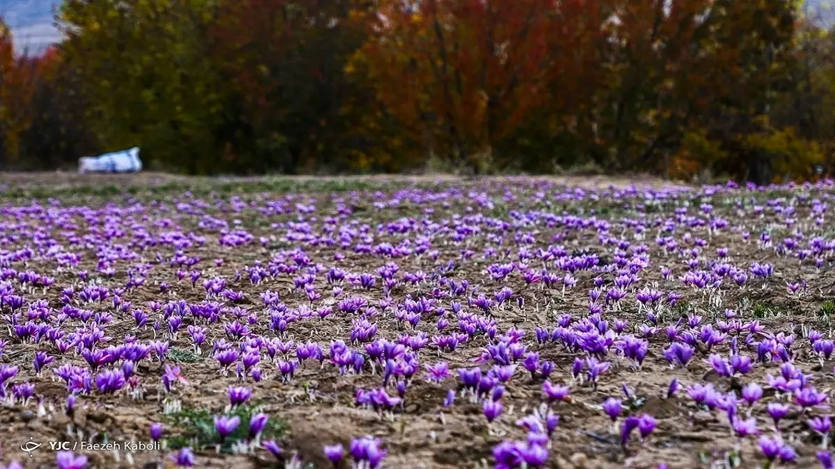 پیش بینی رشد ۲۰ درصدی تولید طلای سرخ