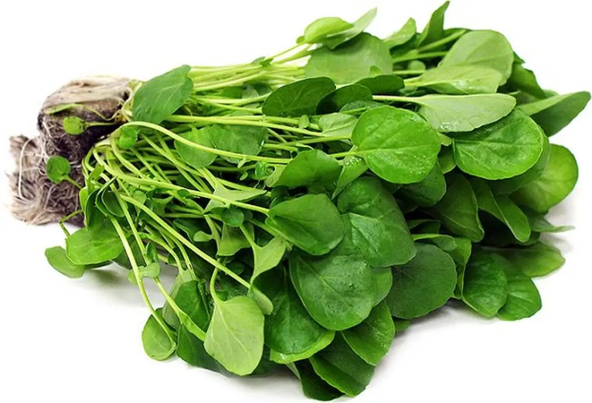 خواص سبزی شاهی در کاهش فشارخون و کنترل دیابت 
