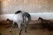 دوقلوزایی نادر در دنیای پرورش اسب 