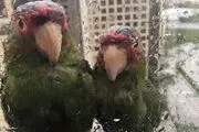 بهشت طوطی‌ها کجاست؟/ عکس