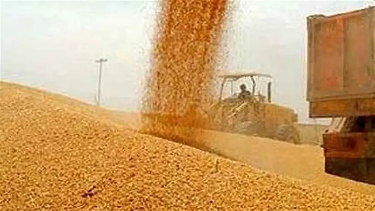 خبر خوش بهادری جهرمی برای گندمکاران 