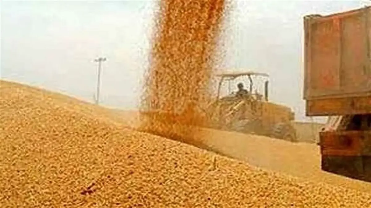 خبر خوش بهادری جهرمی برای گندمکاران 