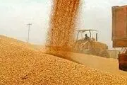 خبر خوش بهادری جهرمی برای گندمکاران 