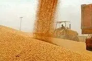 خبر خوش بهادری جهرمی برای گندمکاران 