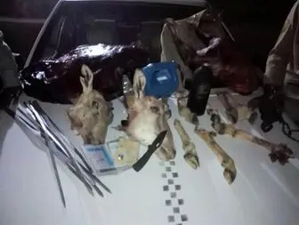 دستگیری سه شکارچی غیر مجاز با لاشه 2 رأس قوچ وحشی