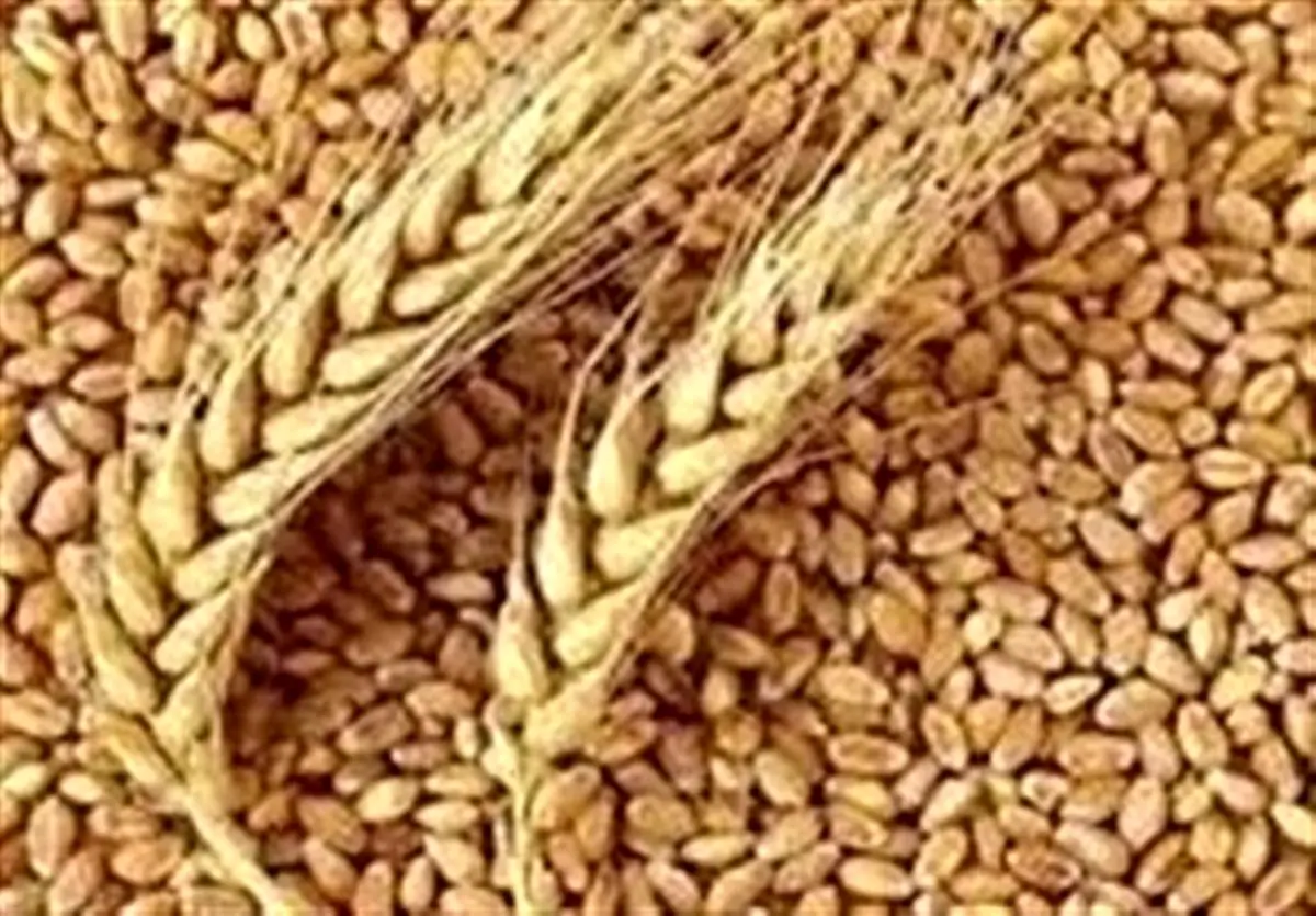 گندم کاران بخوانند| خبر خوش درباره خرید تضمینی گندم اردیبهشت ۱۴۰۴