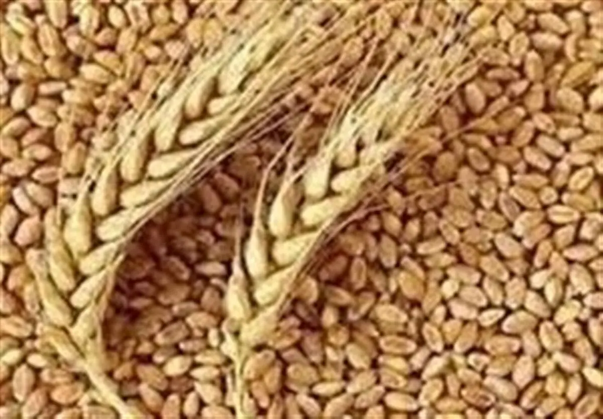 گندم کاران بخوانند| خبر خوش درباره خرید تضمینی گندم اردیبهشت ۱۴۰۴