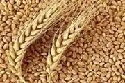 گندم کاران بخوانند| خبر خوش درباره خرید تضمینی گندم اردیبهشت ۱۴۰۴