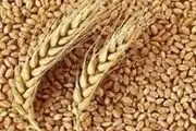 ۱۰ درصد طلب باقی مانده گندمکاران تا پایان هفته تسویه می‌شود
