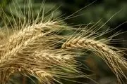 تولید ۱۰ میلیون تن گندم در کشور

