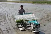 کشت مکانیزه برنج در۲۰ درصد از شالیزارهای گلوگاه