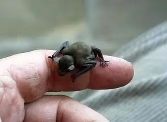 عکسی دیدنی از کوچک‌ترین پستاندار دنیا!
