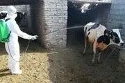 
افزایش آمار مبتلا به تب کریمه کنگو در بهبهان
