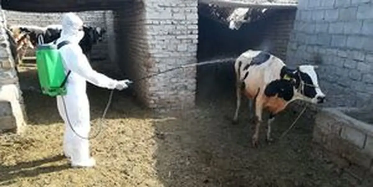 
افزایش آمار مبتلا به تب کریمه کنگو در بهبهان
