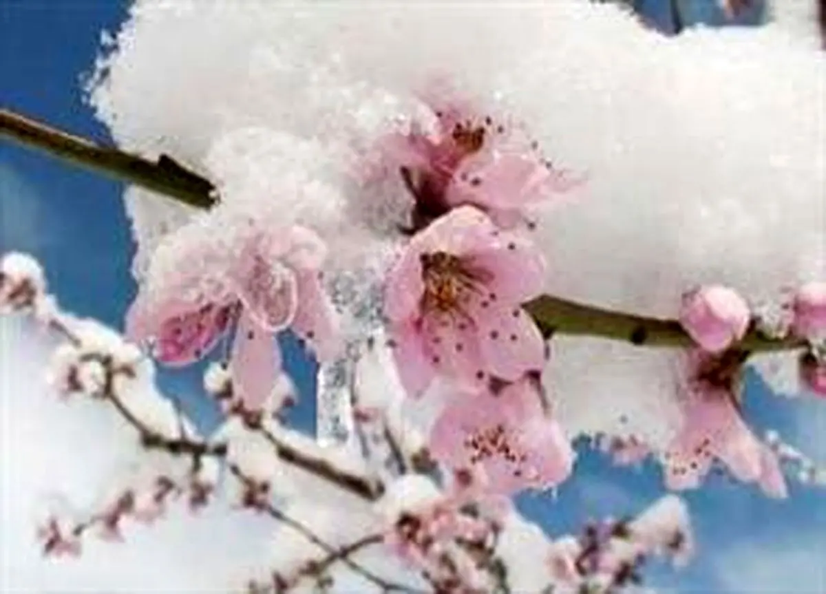 خسارت میلیاردی باغات استان زنجان بر اثر سرمای بهاری