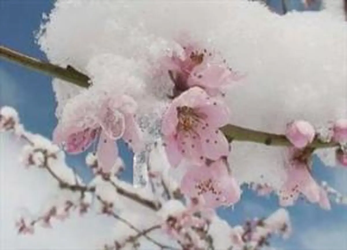 خسارت میلیاردی باغات استان زنجان بر اثر سرمای بهاری 