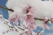 خسارت میلیاردی باغات استان زنجان بر اثر سرمای بهاری 