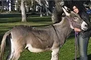 ازدواج زن آمریکایی با الاغ + عکس