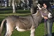 ازدواج زن آمریکایی با الاغ + عکس