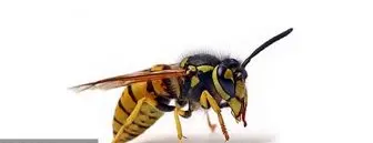 انتقال 15 هزار زنبور عسل به اقامتگاه معاون ترامپ!