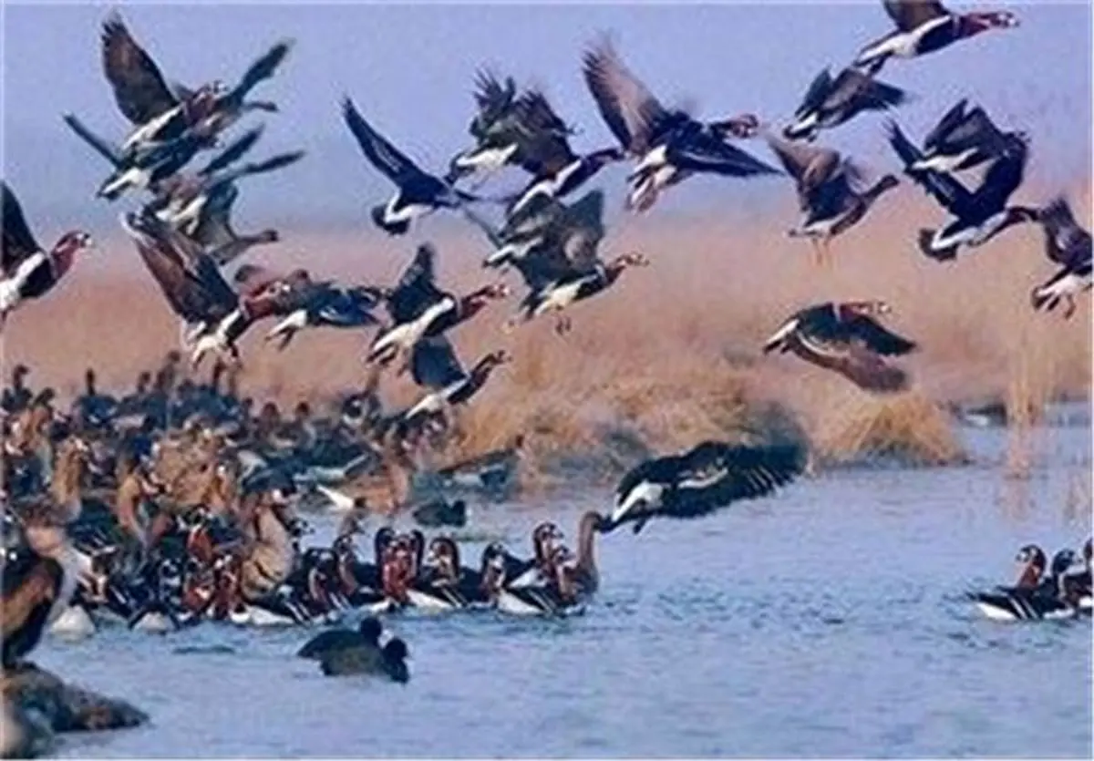 کوچ ۵۰ هزار پرنده به تالابهای چهارمحال و بختیاری